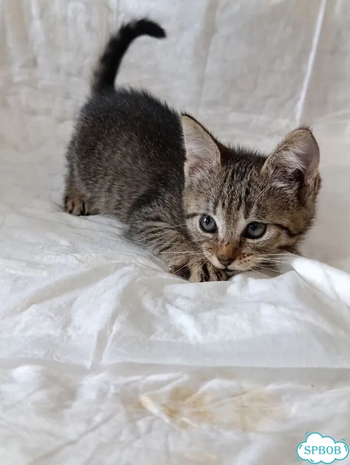 Котёнок в добрые руки фото 3