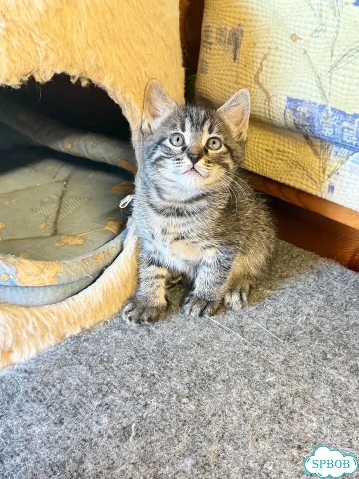 Котёнок в добрые руки фото 1