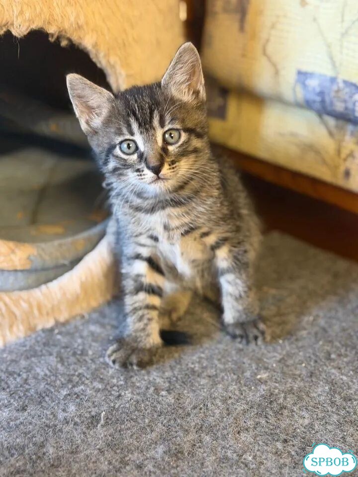Котёнок в добрые руки фото 2