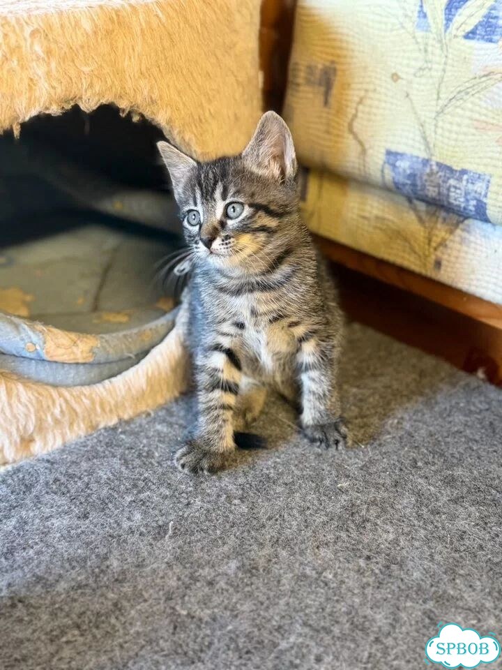 Котёнок в добрые руки фото 3