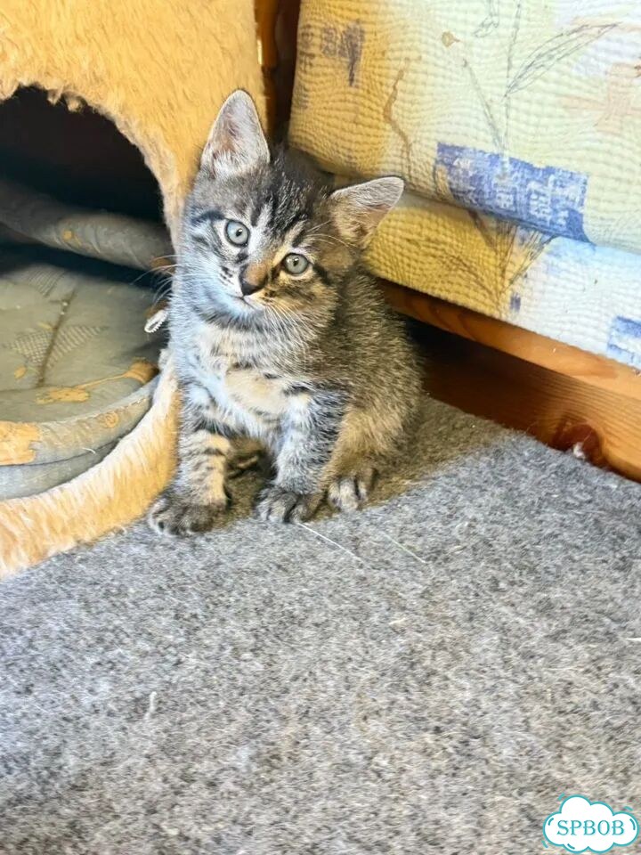 Котёнок в добрые руки фото 4