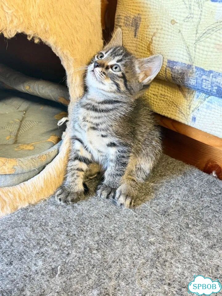 Котёнок в добрые руки фото 5