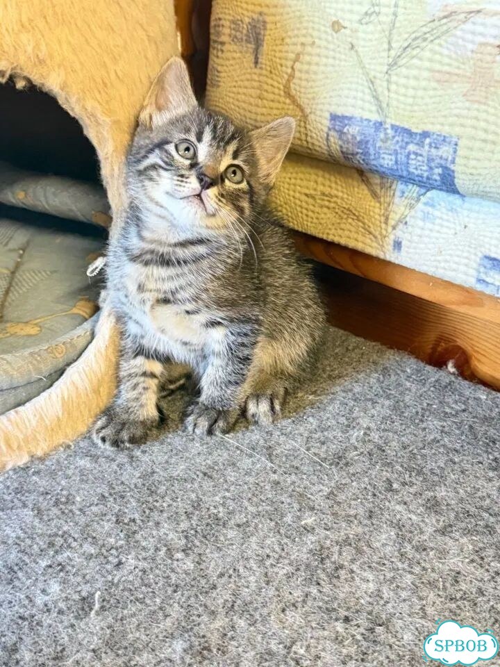 Котёнок в добрые руки фото 6