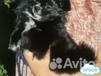 Чихуахуа, щенок фото 1