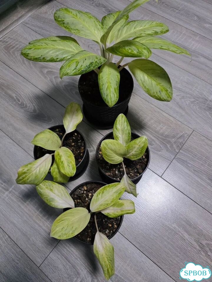 Аглаонема Арктик Лайм (Arctic Lime) фото 2