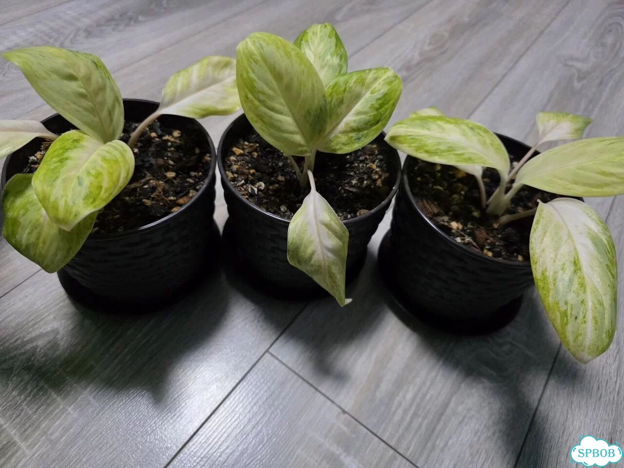 Аглаонема Арктик Лайм (Arctic Lime) фото 3