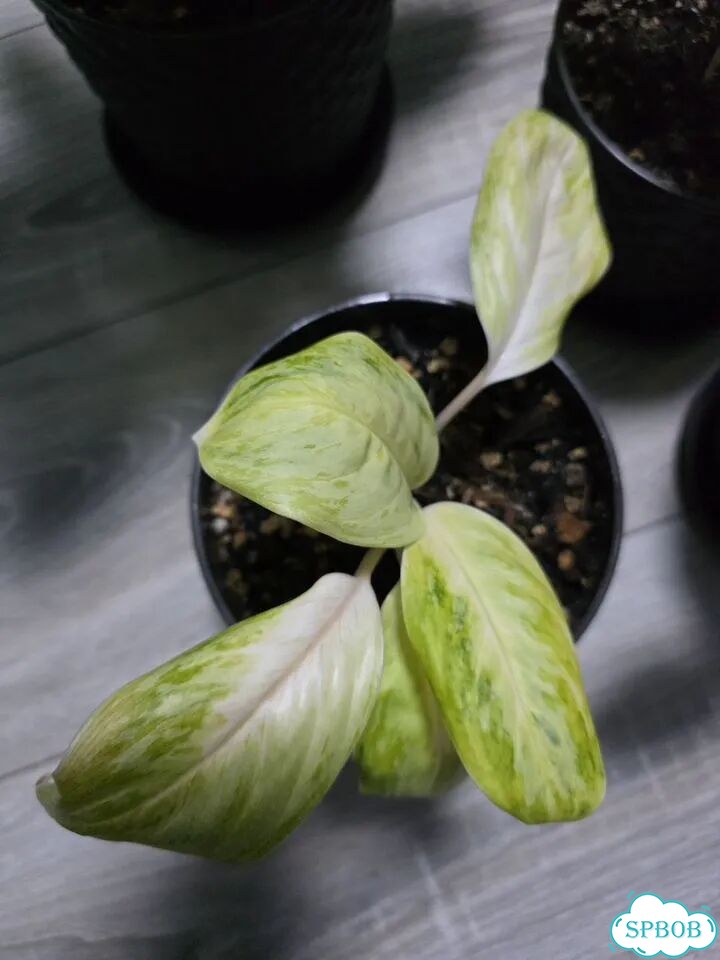 Аглаонема Арктик Лайм (Arctic Lime) фото 4
