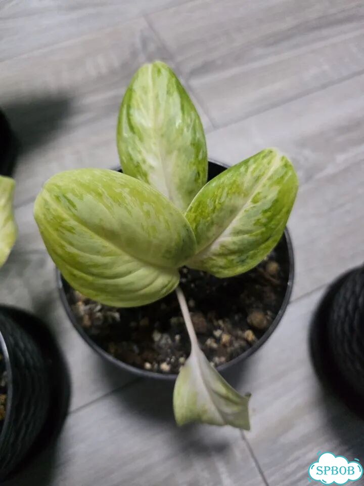Аглаонема Арктик Лайм (Arctic Lime) фото 6