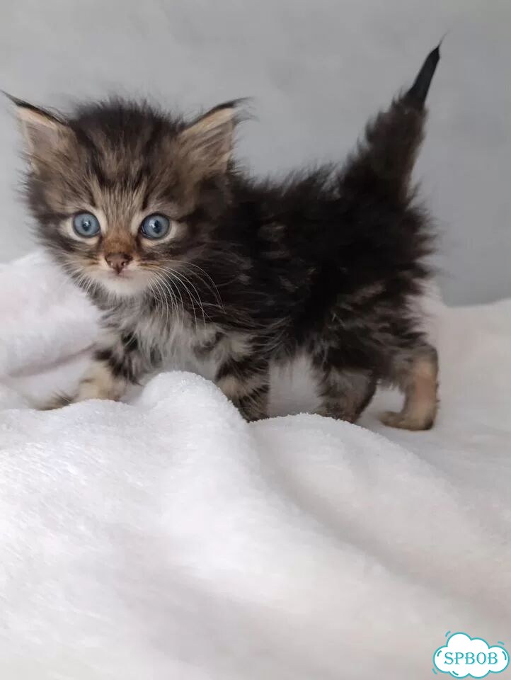 Котёнок в добрые руки фото 1