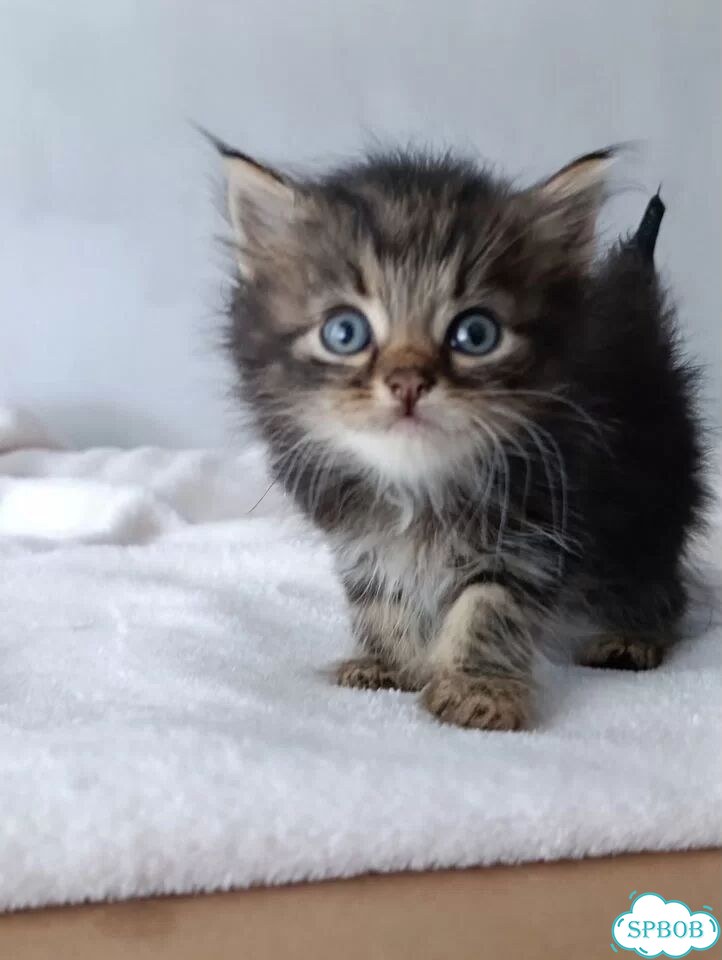 Котёнок в добрые руки фото 2