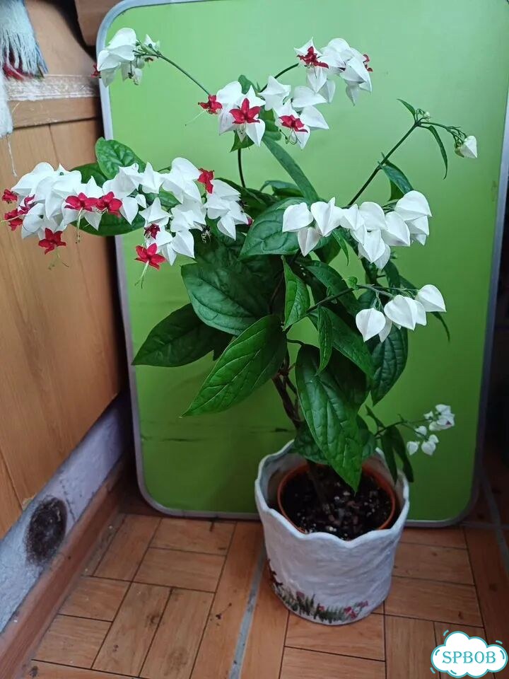 Клеродендрум г.Томсон фото 1