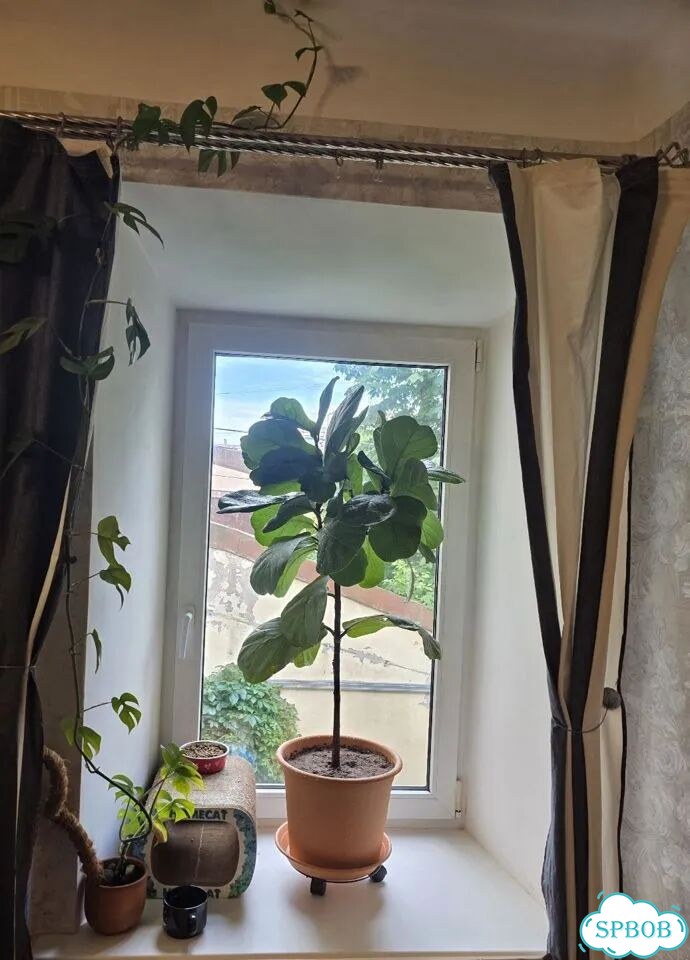 Фикус лирата колумнарис фото 1