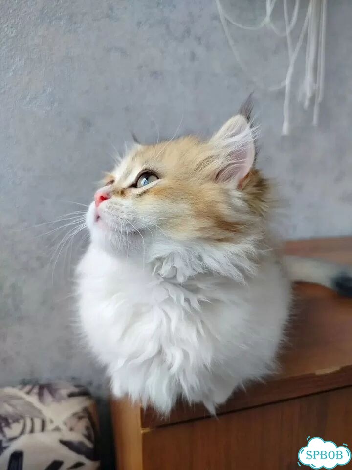 Манчкин котёнок фото 1