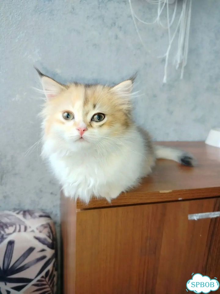 Манчкин котёнок фото 10