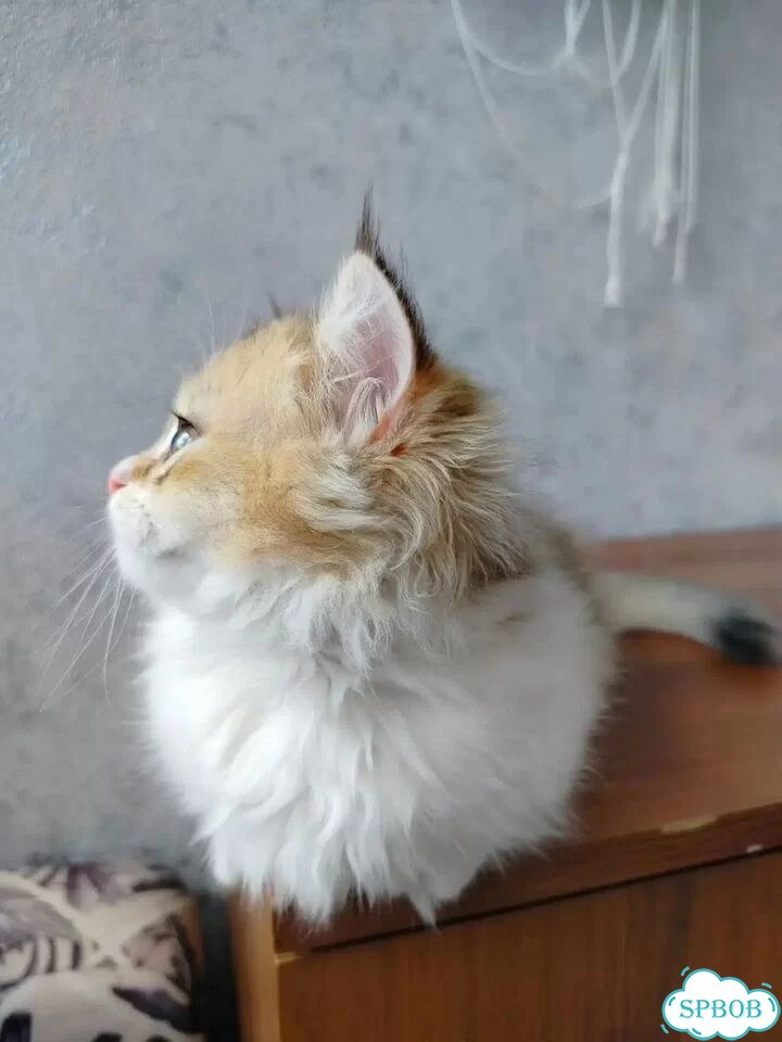 Манчкин котёнок фото 2