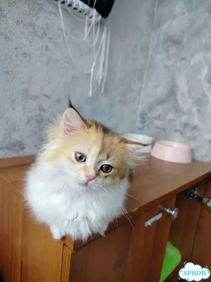 Манчкин котёнок фото 3