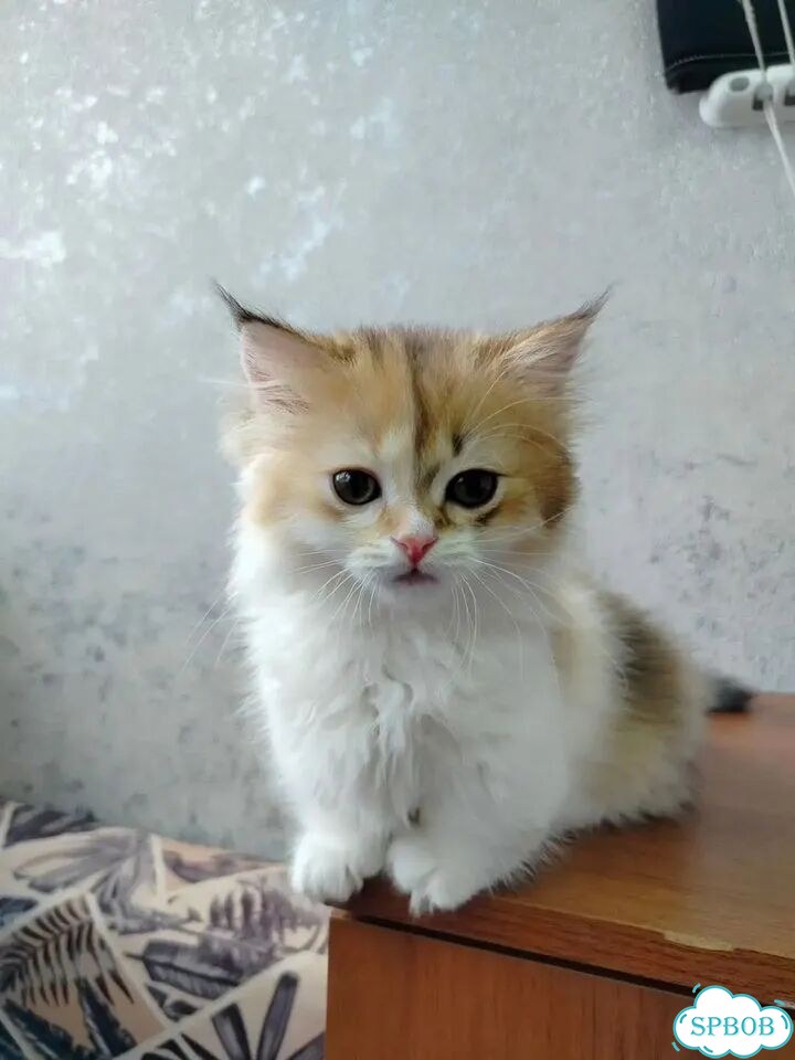 Манчкин котёнок фото 4