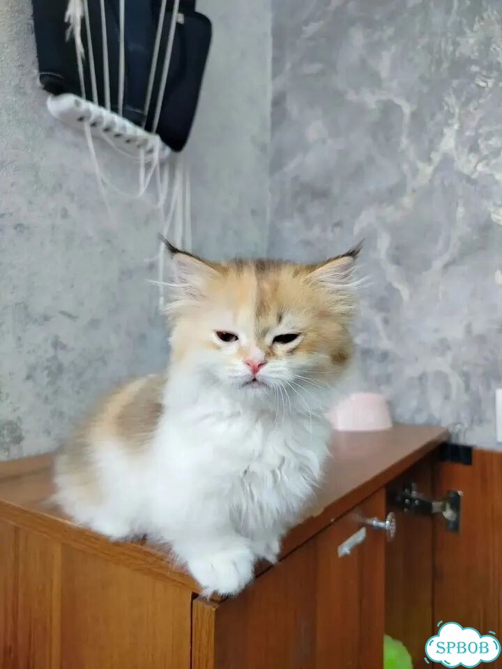 Манчкин котёнок фото 5