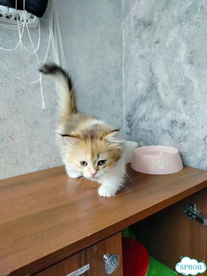 Манчкин котёнок фото 7