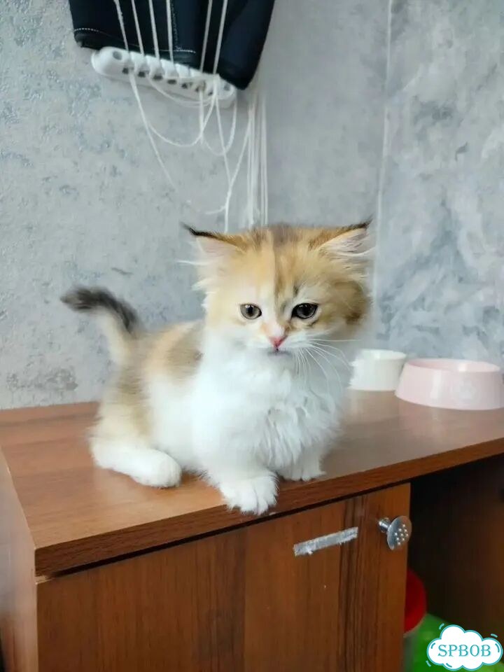 Манчкин котёнок фото 8