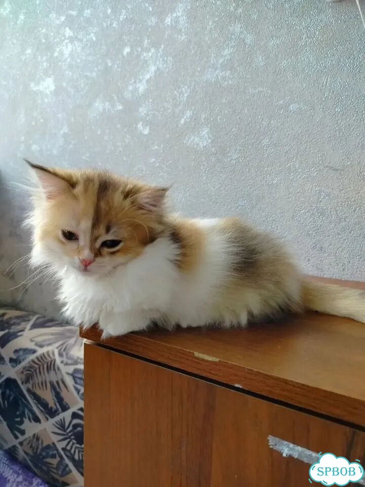 Манчкин котёнок фото 9