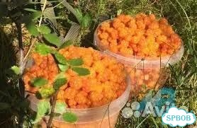 Ягоды свежие морошка фото 1