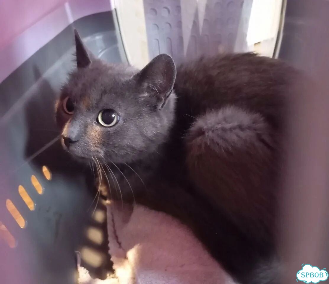 Русский голубой котёнок фото 3