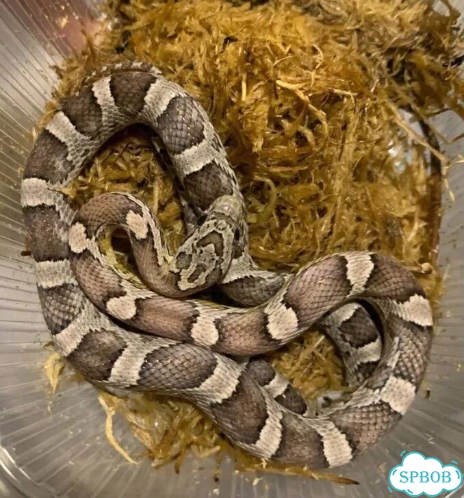 Маисовый полоз фото 1