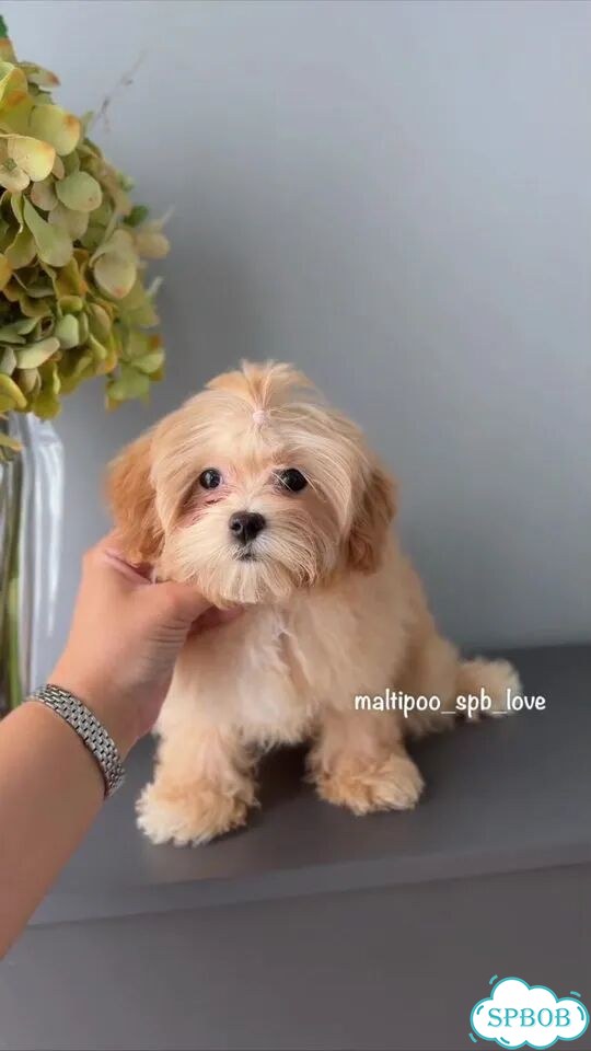 Мальтипу, щенок фото 1