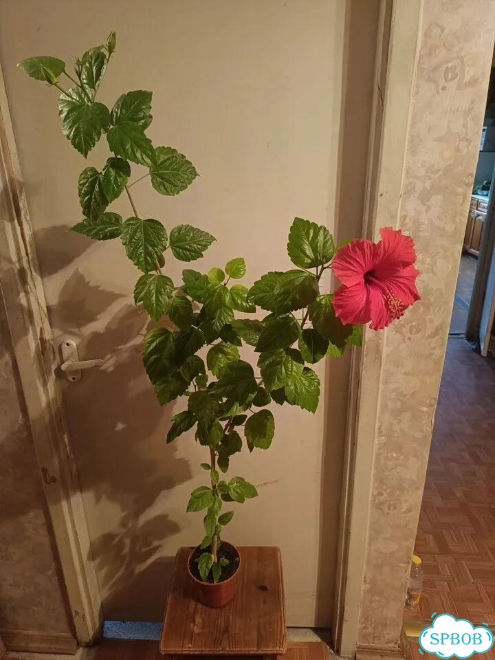 Гибискус фото 3