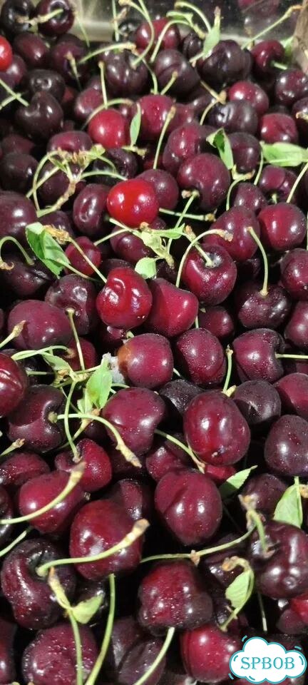 Малина из Белоруссии супер вкусная сладкая фото 11