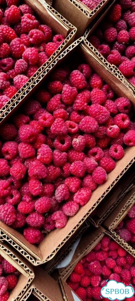 Малина из Белоруссии супер вкусная сладкая фото 2