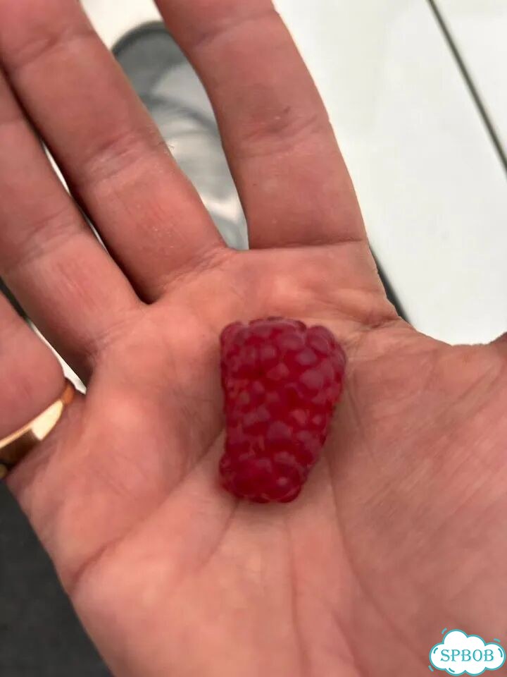 Малина из Белоруссии супер вкусная сладкая фото 8