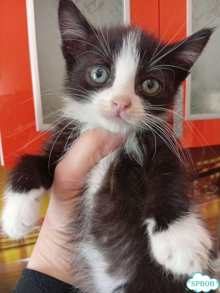 Котёнок в добрые руки фото 1