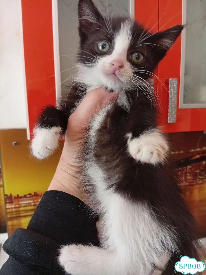 Котёнок в добрые руки фото 2