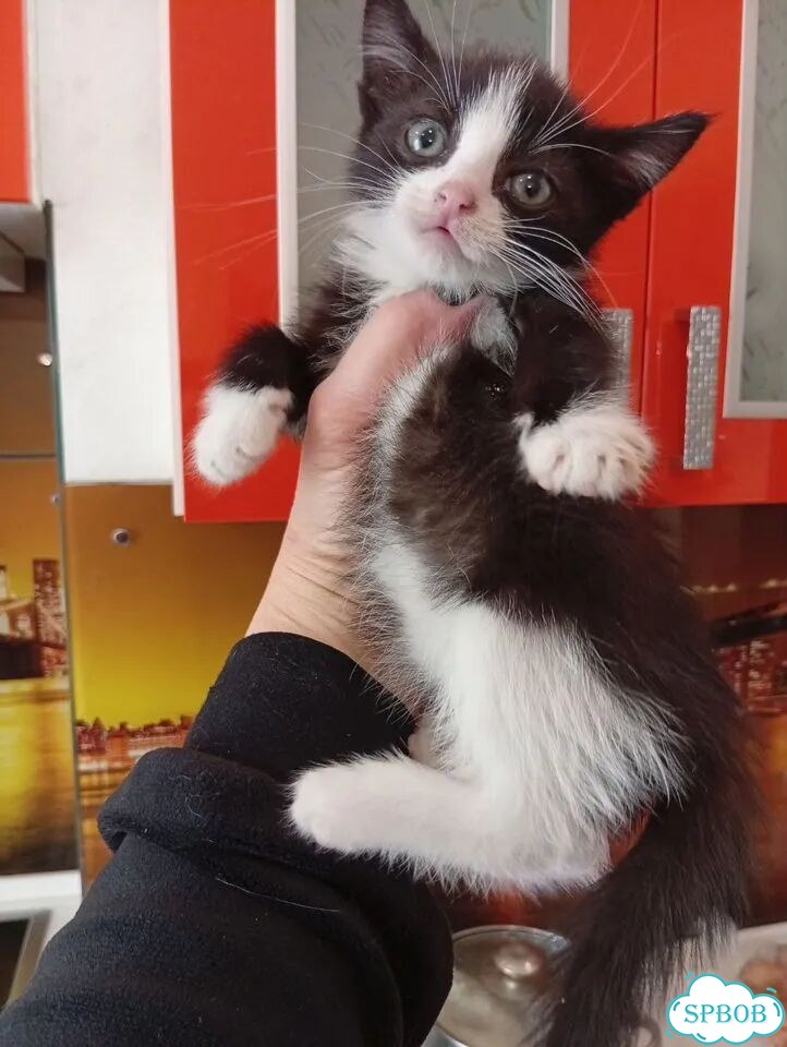 Котёнок в добрые руки фото 3