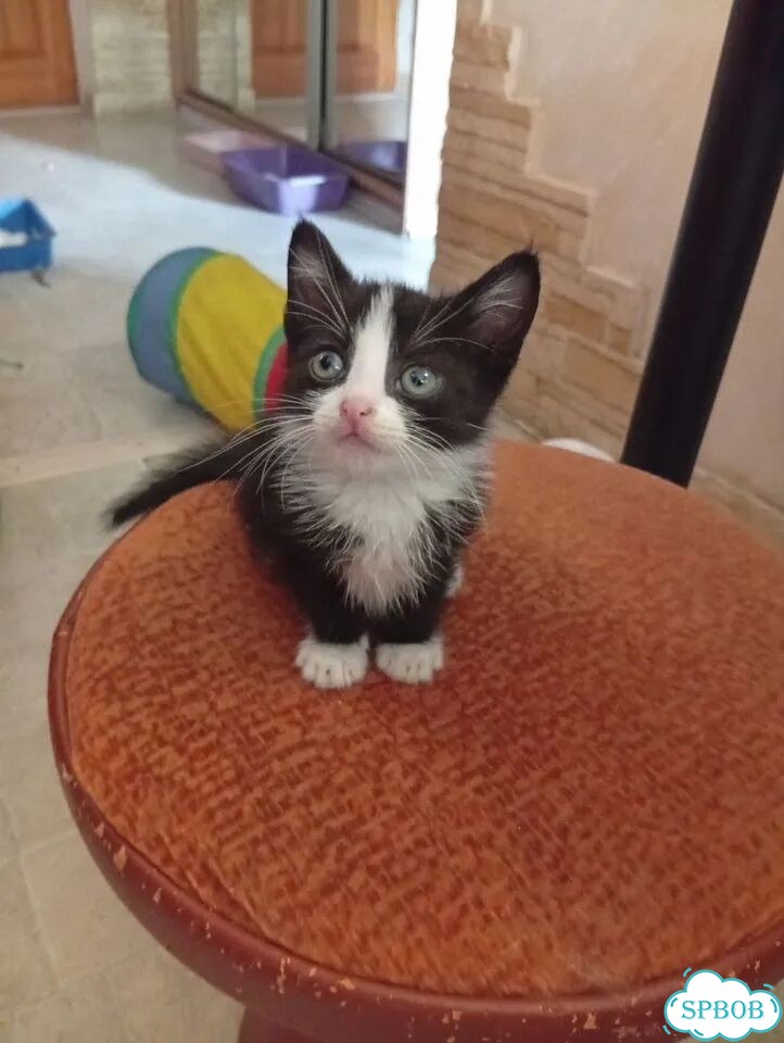 Котёнок в добрые руки фото 4