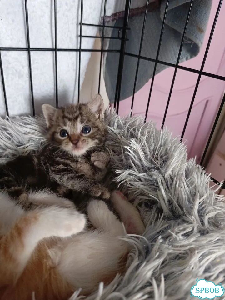 Котёнок в добрые руки фото 1