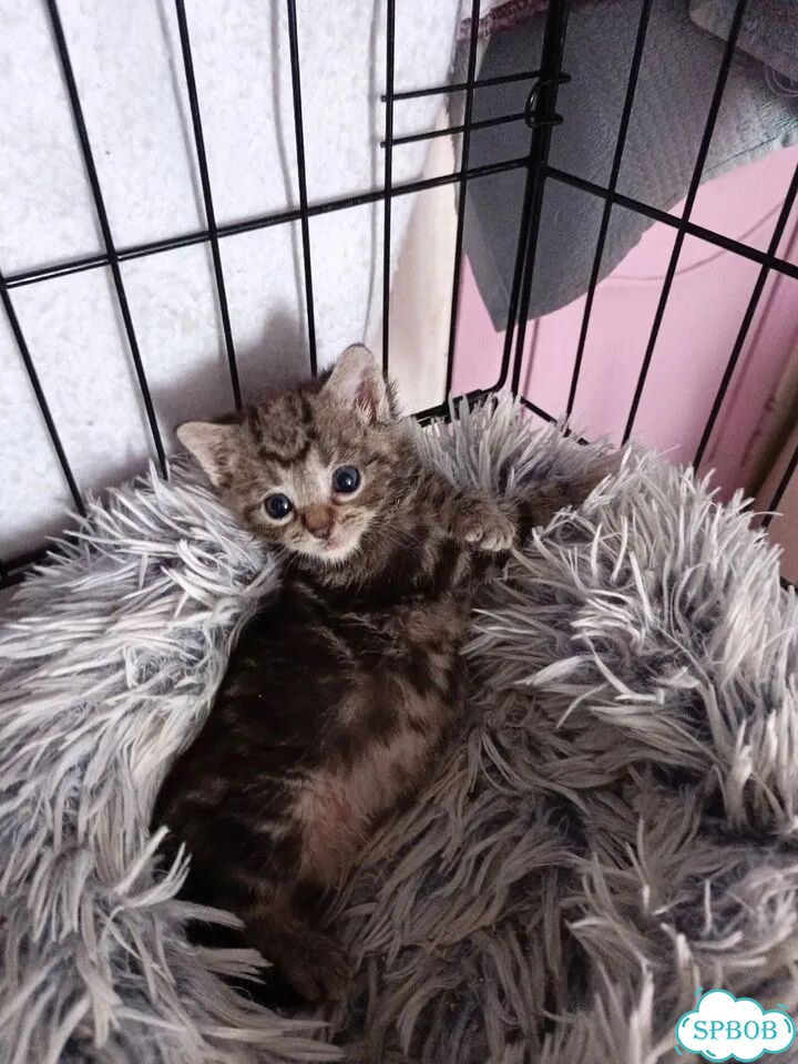 Котёнок в добрые руки фото 2