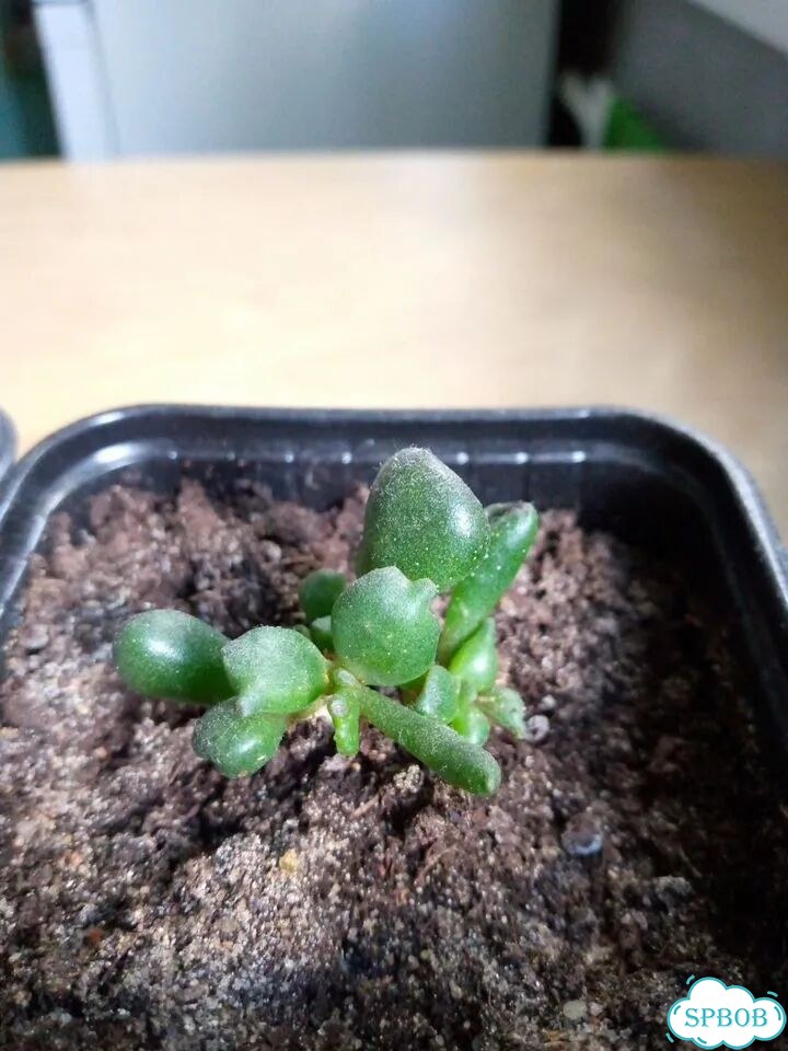 Крассула овата, Crassula ovata фото 1