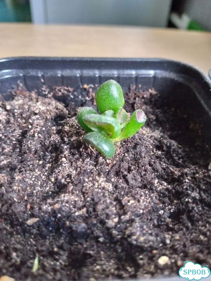Крассула овата, Crassula ovata фото 2