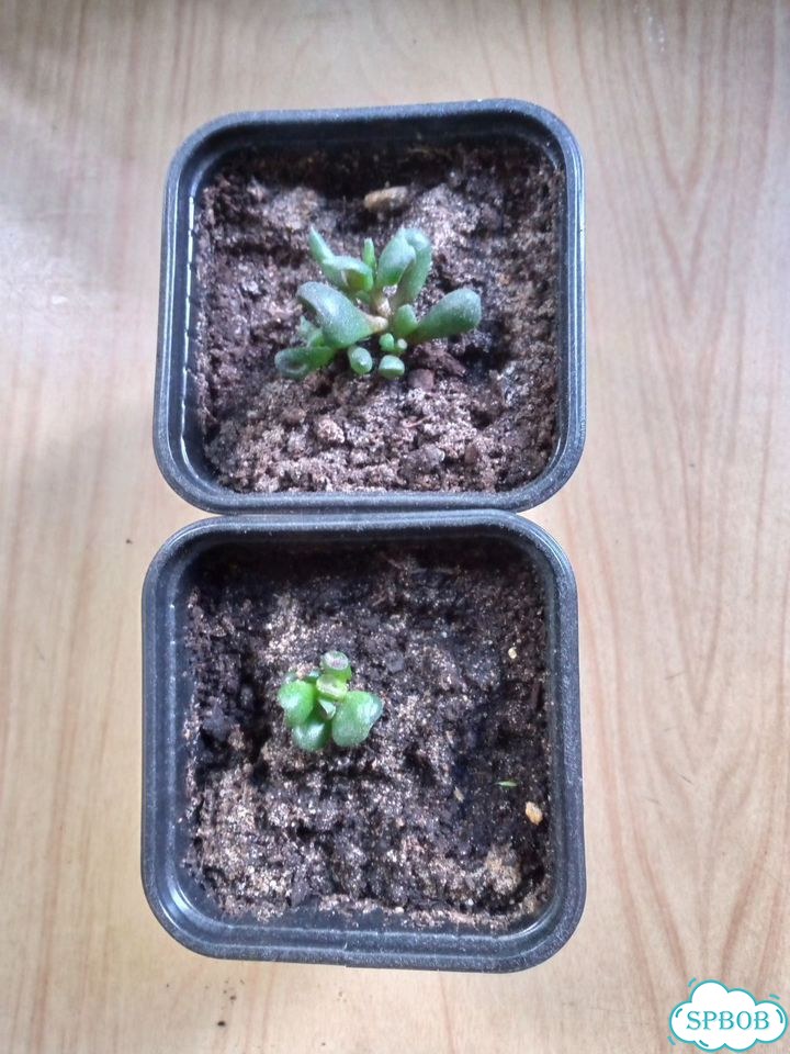 Крассула овата, Crassula ovata фото 3