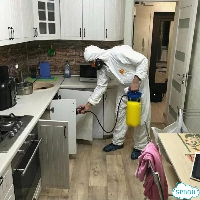 Уничтожение грызунов, крыс, мышей / Дератизация фото 1