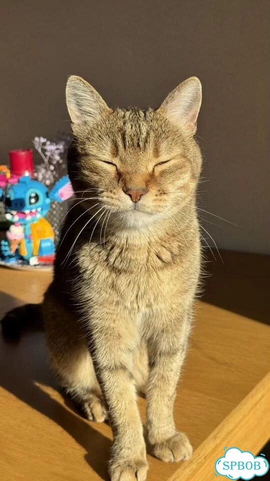 Котоняня Аннино фото 1