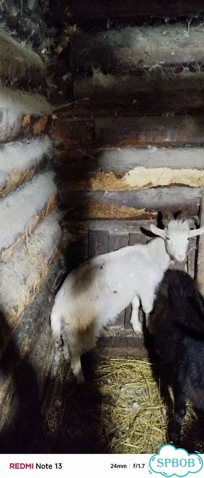 Продам козла или обменяю на козочку фото 2