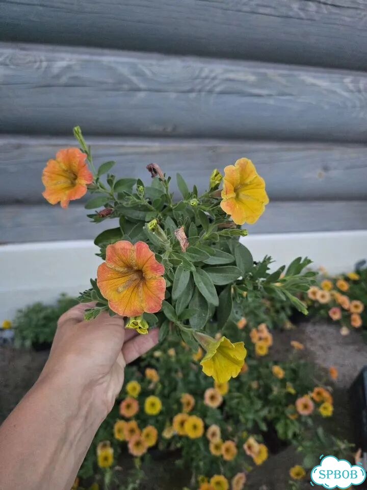 Петуния Индиан Саммер Indian summer фото 1