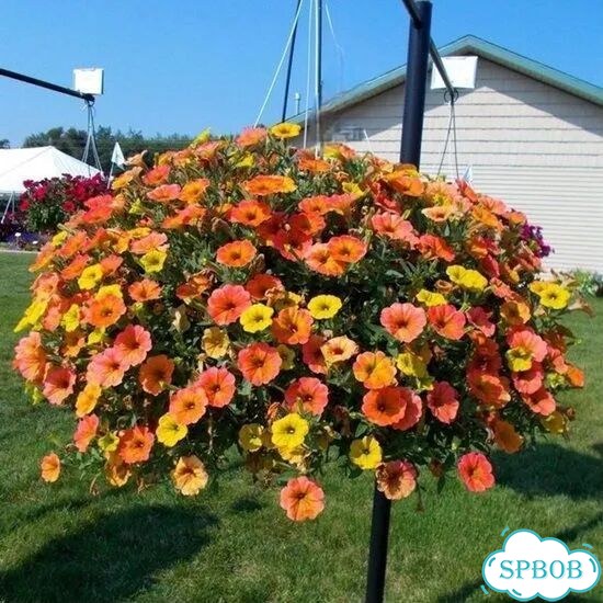 Петуния Индиан Саммер Indian summer фото 2