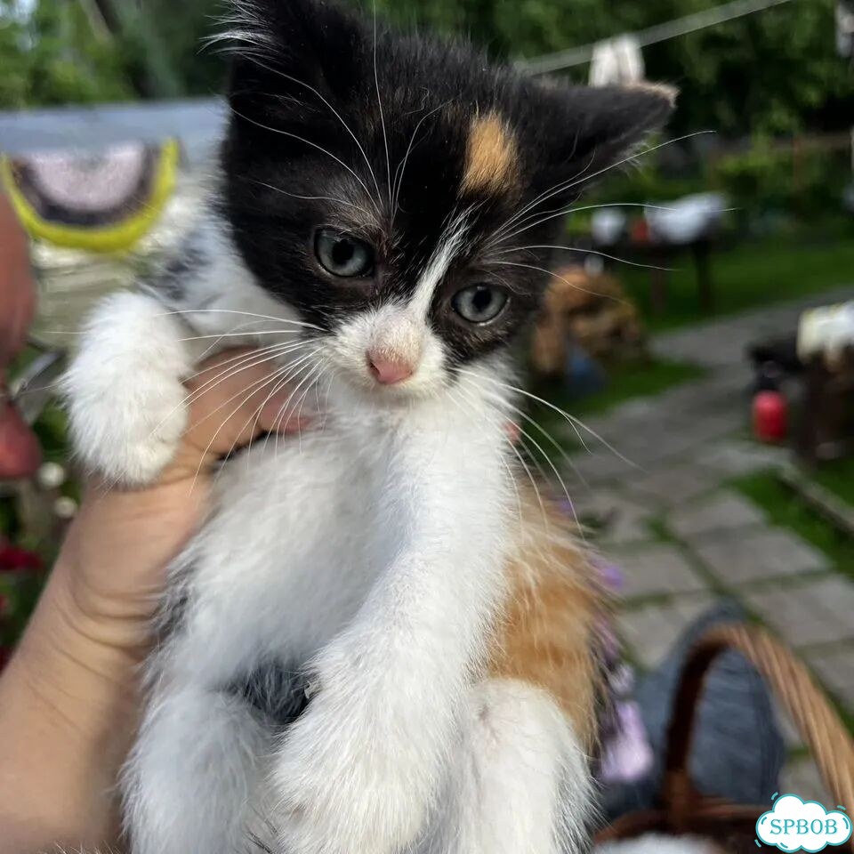 Котёнок в добрые руки фото 1