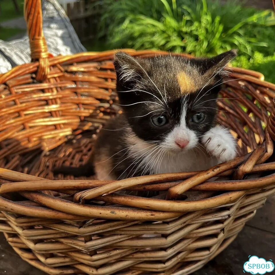 Котёнок в добрые руки фото 2