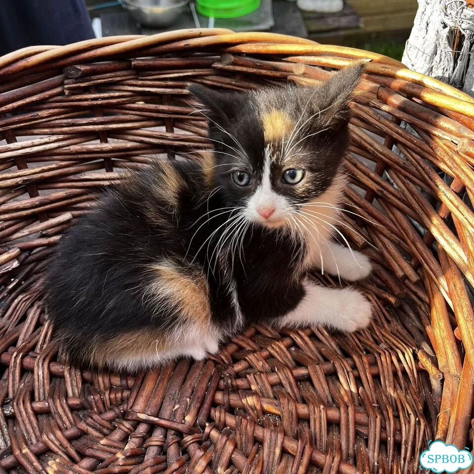 Котёнок в добрые руки фото 3
